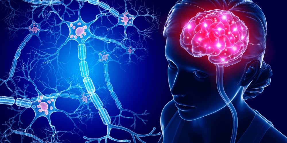 brain